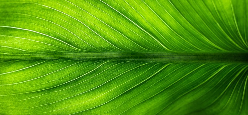 Eco-friendly gifting options